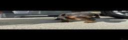 Miniature Dachshund dogs for sale: Kc Mini dachshund puppy’s  READY To LEAVE🐶🐶🐶 - Advert 5