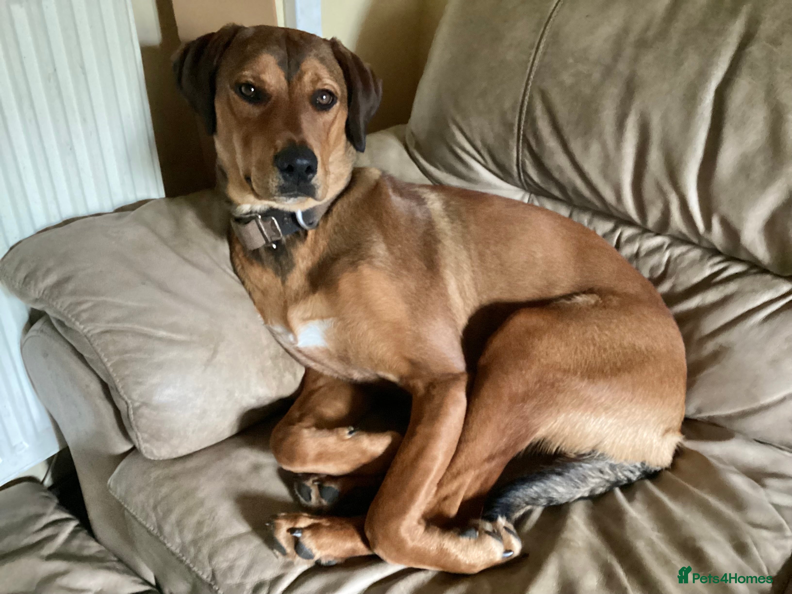 Mixed Breed dogs Rottweiler x Red Fox Lab - Advert 4