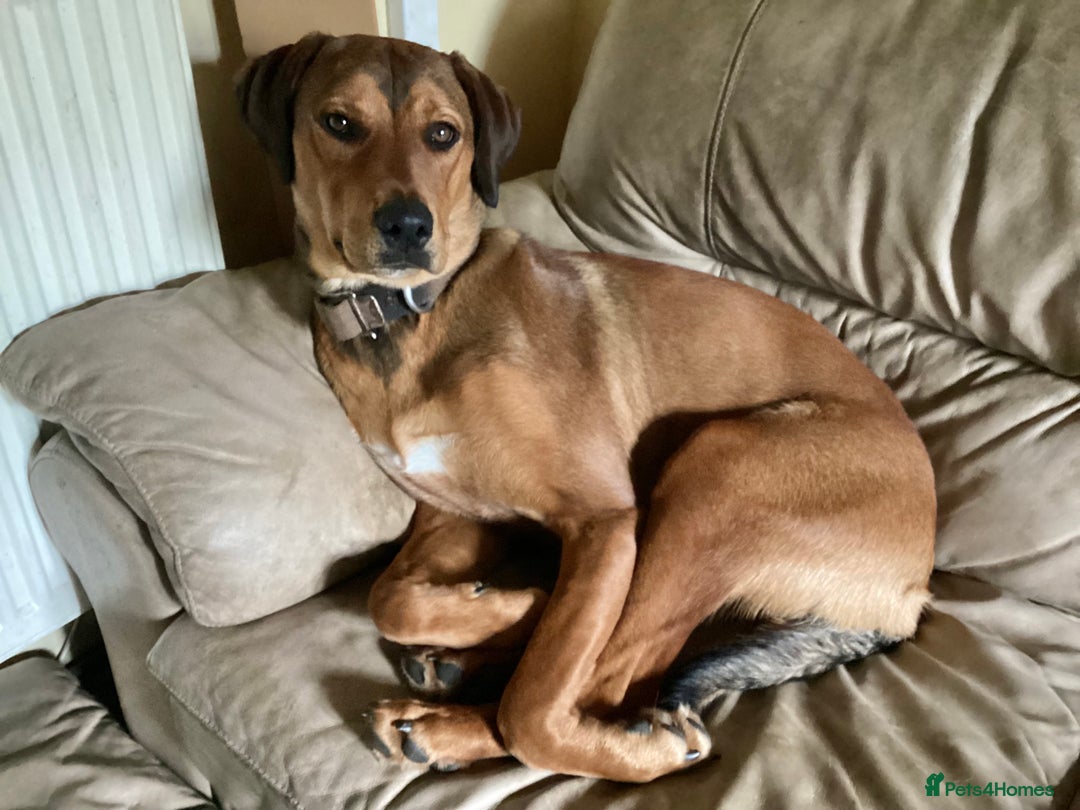 Mixed Breed dogs for sale: Rottweiler x Red Fox Lab - Image 1