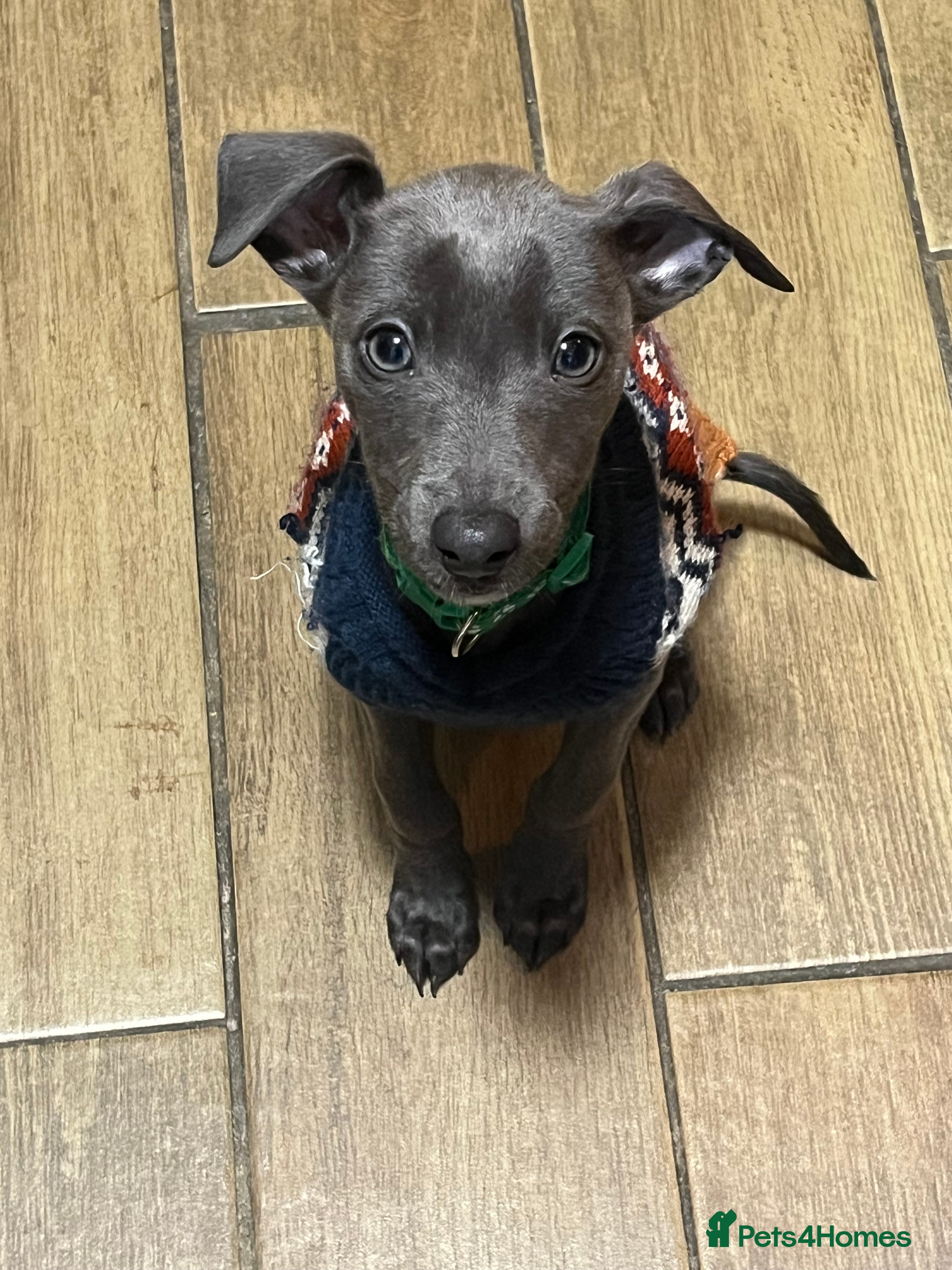 Whippet dogs 5 month old whippet pup - Advert 1