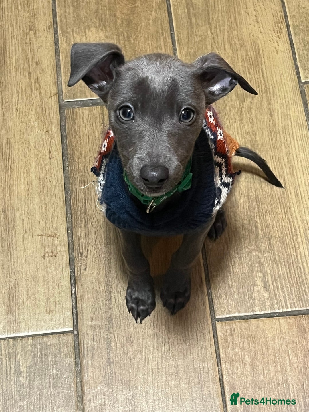 Whippet dogs for sale: 5 month old whippet pup - Advert 1