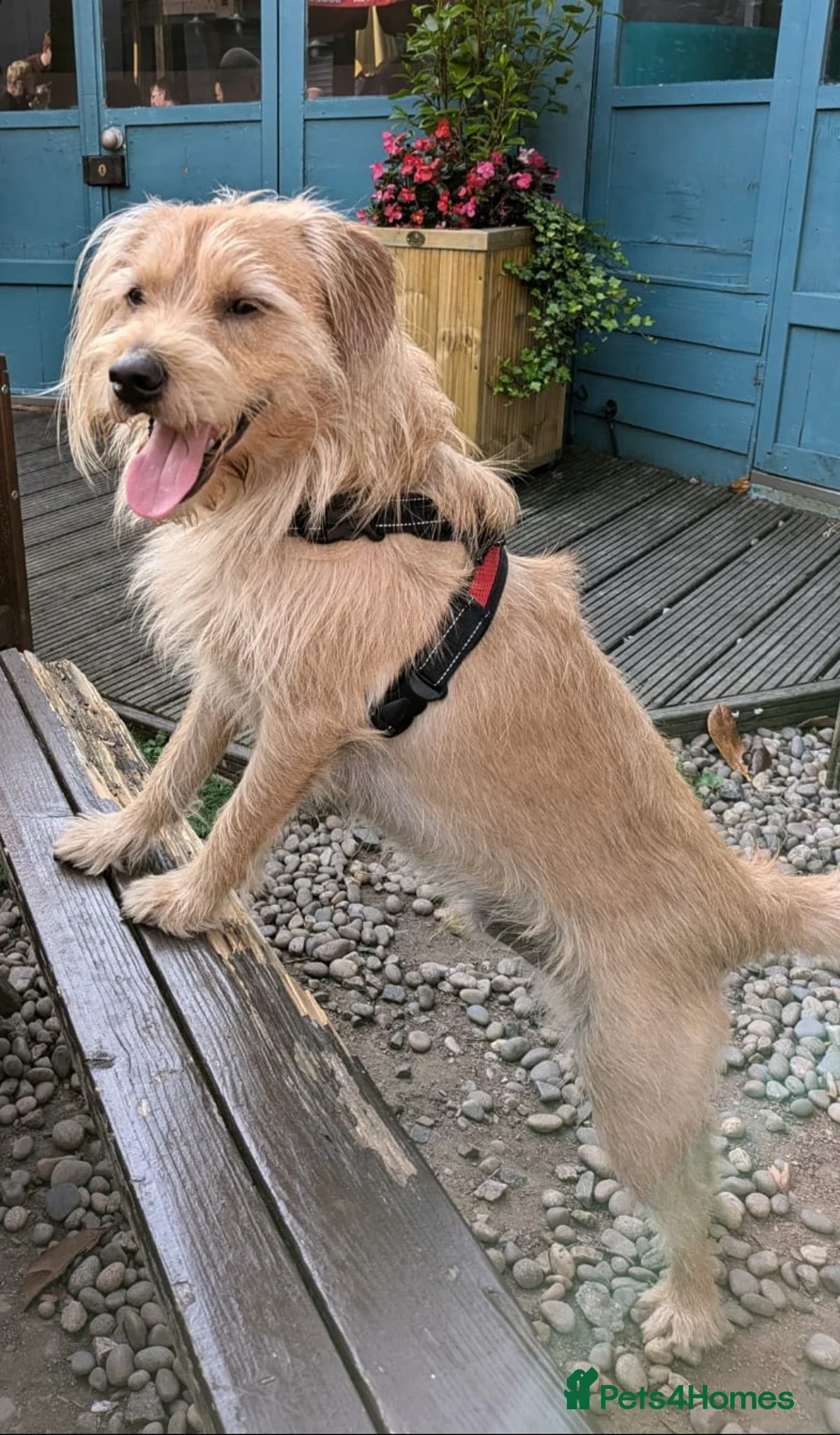 Labradoodle dogs for stud: Miniature labradoodle for Stud - Advert 1