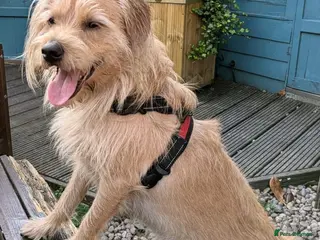 Labradoodle dogs Miniature labradoodle for Stud - Advert 6