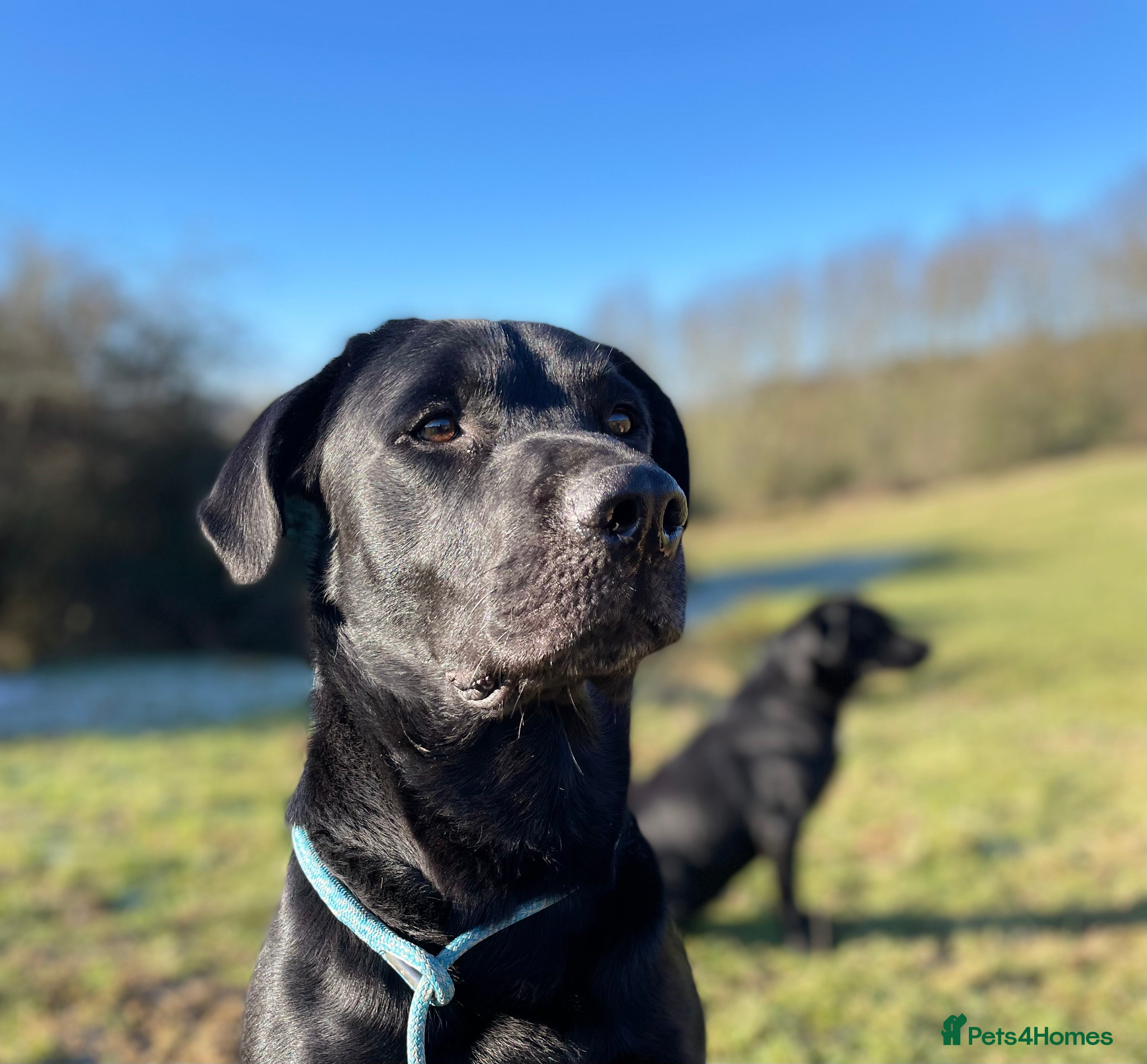 Labrador Retriever dogs Fully Health Tested Stunning Black Labrador Stud in Tewkesbury - Advert 21