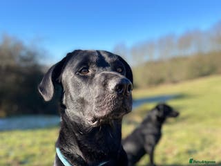 Labrador Retriever dogs Fully Health Tested Stunning Black Labrador Stud in Tewkesbury - Advert 22