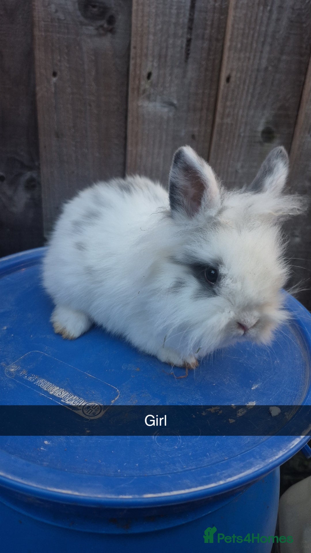 Lionhead rabbits for sale: Lionhead Baby Rabbits 8 weeks (Friendly) - Advert 2
