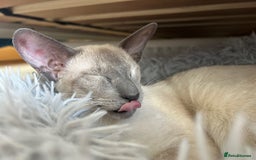 Oriental cats for sale: Oriental and Siamese cats for adoption - Image 13