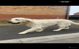 Golden Retriever dogs for stud: KC English CREAM retriever STUD…. - Image 6