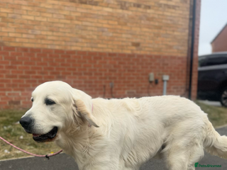 Golden Retriever dogs KC English CREAM retriever STUD…. - Advert 8