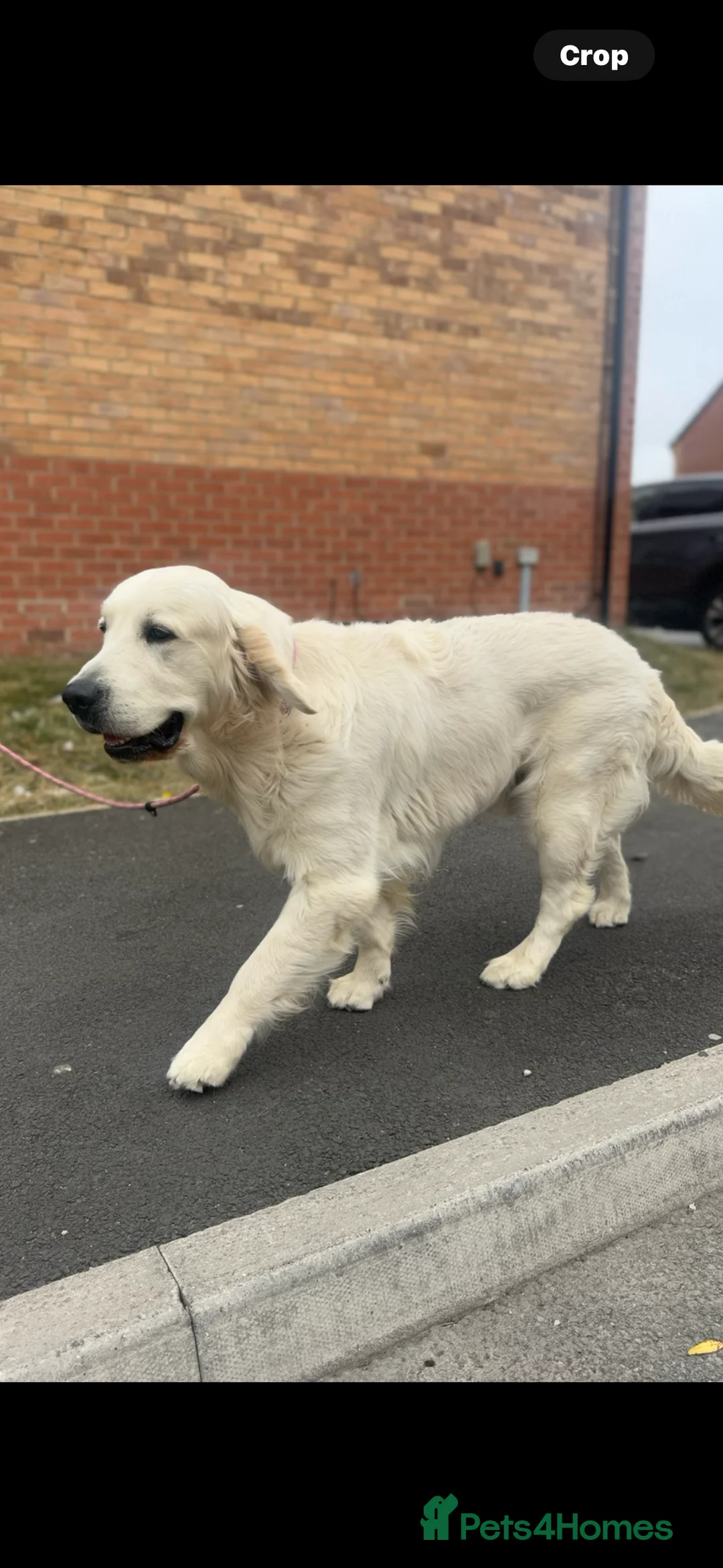 Golden Retriever dogs for stud: KC English CREAM retriever STUD…. - Advert 1