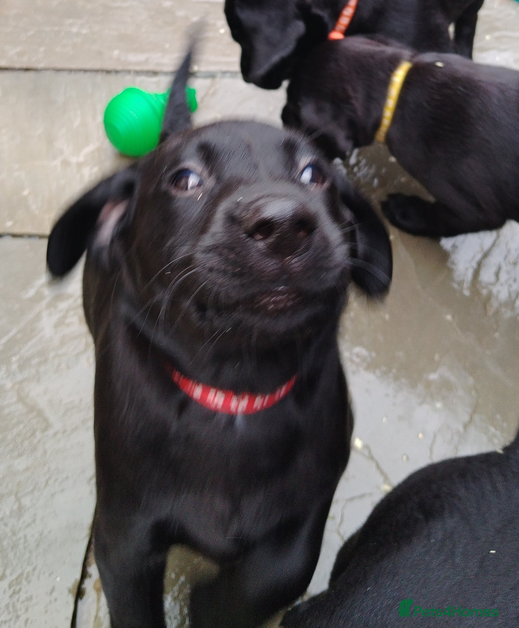 Labrador Retriever dogs Gorgeous  labrador retriever puppies for s - Advert 3