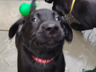 Labrador Retriever dogs Gorgeous labrador retriever puppies for s - Advert 2