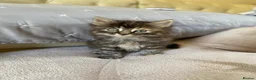 Maine Coon cats for sale: Maine coon X Rag Doll  2 Baby Girls Ready Now - Advert 10
