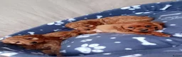 Cockapoo dogs for sale: Stunning red cockapoo/cavapoo puppies  in Coventry - Advert 1