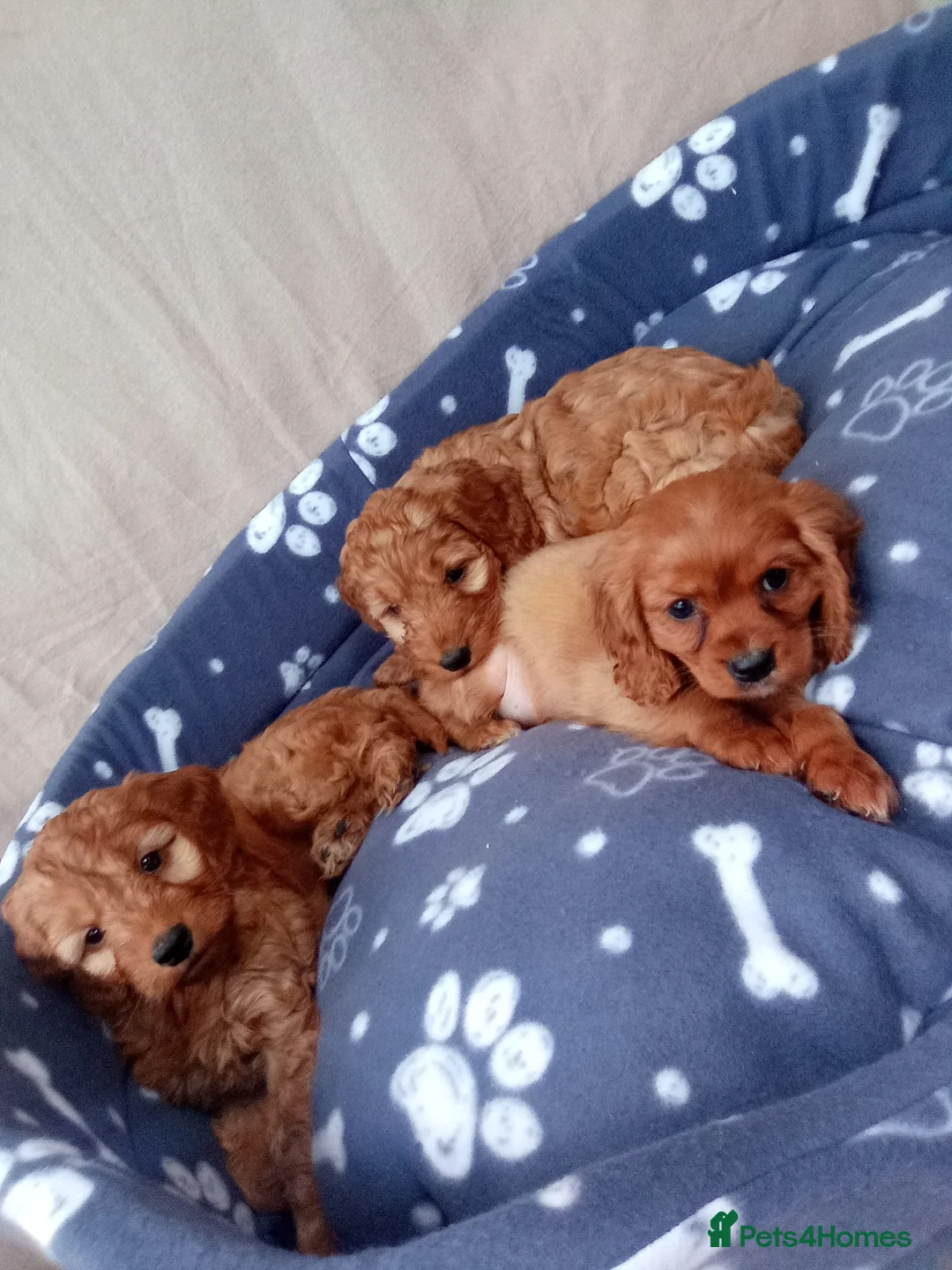 Cockapoo dogs for sale: Stunning red cockapoo/cavapoo puppies  in Coventry - Advert 1