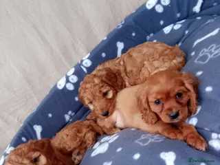 Cockapoo dogs Stunning red cockapoo/cavapoo puppies - Advert 1