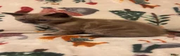 Siamese cats for sale: Lovely Siamese kittens ready to leave  - Advert 7