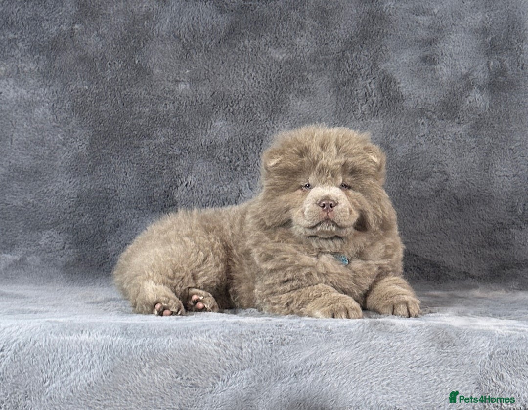 Chow Chow dogs for sale: Outstanding rare solid lilac male chow chow puppy  - Advert 5