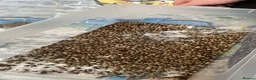 Mixed Breed invertebrates for sale: Mantis, millipedes , isopods , stick insects/eggs - Advert 8
