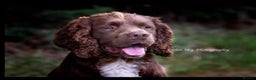 Sprocker dogs for stud: Fully health tested sprocker Digby in Wrexham - Advert 3