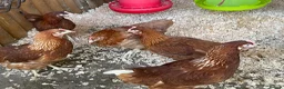 Chickens poultry for sale: Pol lohmann brown chickens  - Advert 3