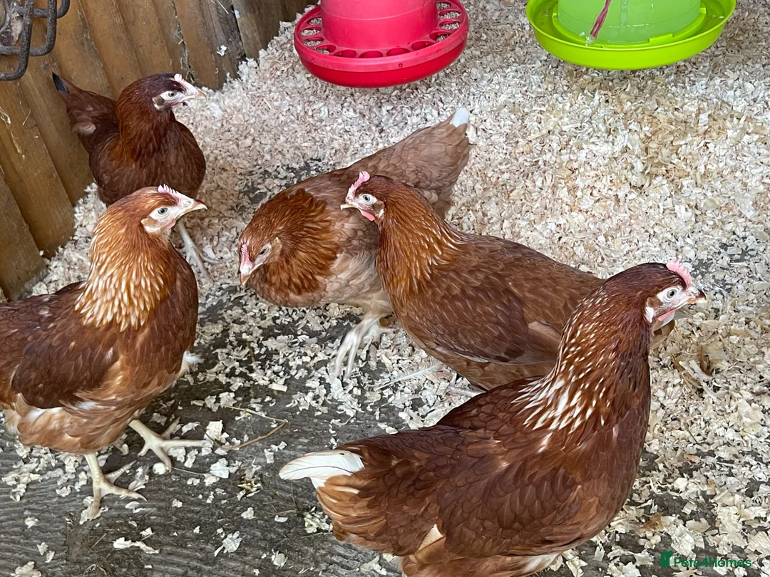 Chickens poultry for sale: Pol lohmann brown chickens  - Advert 3