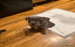 Staffordshire Bull Terrier dogs for sale: Lovely kc reg Staffordshire bull terrier puppies  - Image 20
