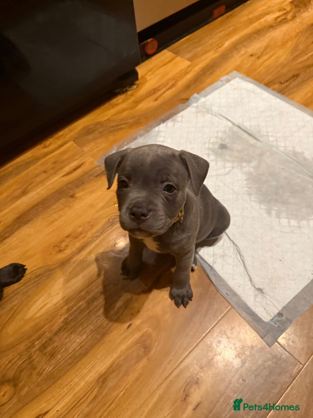 Staffordshire Bull Terrier dogs for sale: Lovely kc reg Staffordshire bull terrier puppies  - Image 20