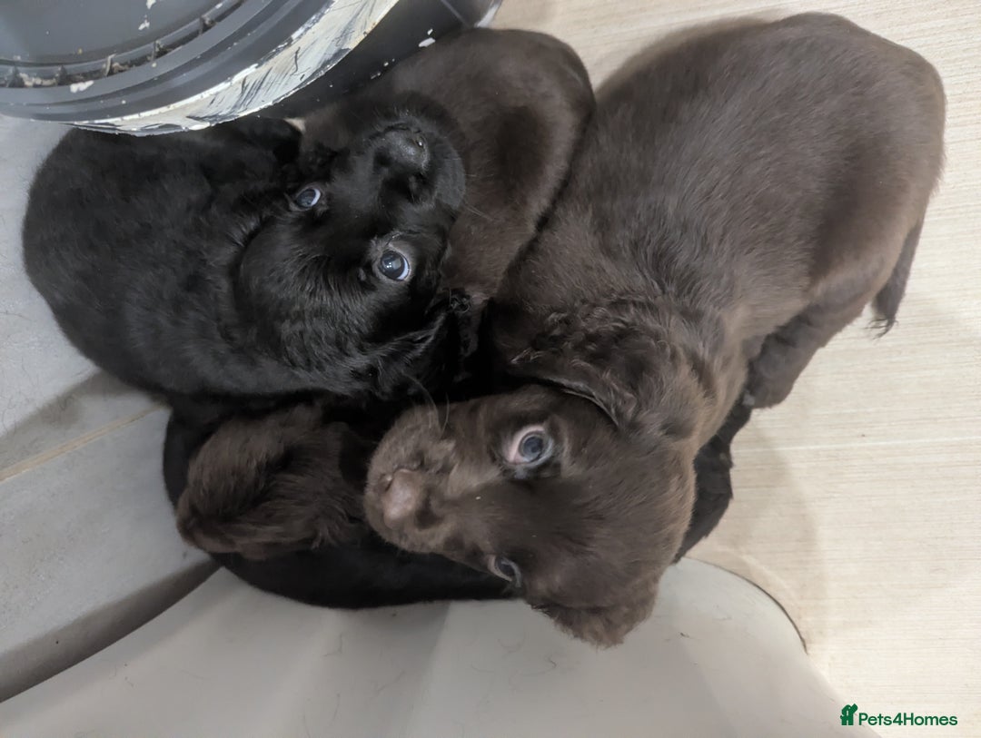 Cocker Spaniel dogs for sale: 5 Gen KC Registered working Cocker Spaniel pups  - Advert 11