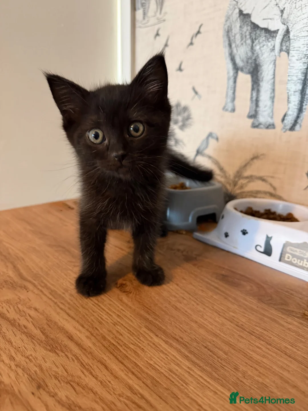 Mixed Breed cats for sale: ✨ Ragdoll x British Shorthair Kitten ✨ - Advert 6