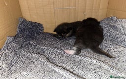 Mixed Breed cats for sale: Male kitten, perfect with kids and dogs. - Image 5