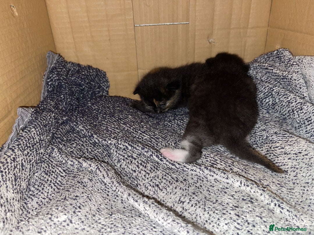 Mixed Breed cats for sale: Male kitten, perfect with kids and dogs. - Image 5