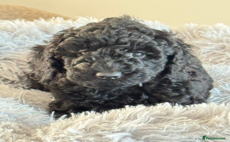 Miniature Poodle dogs - Advert 8