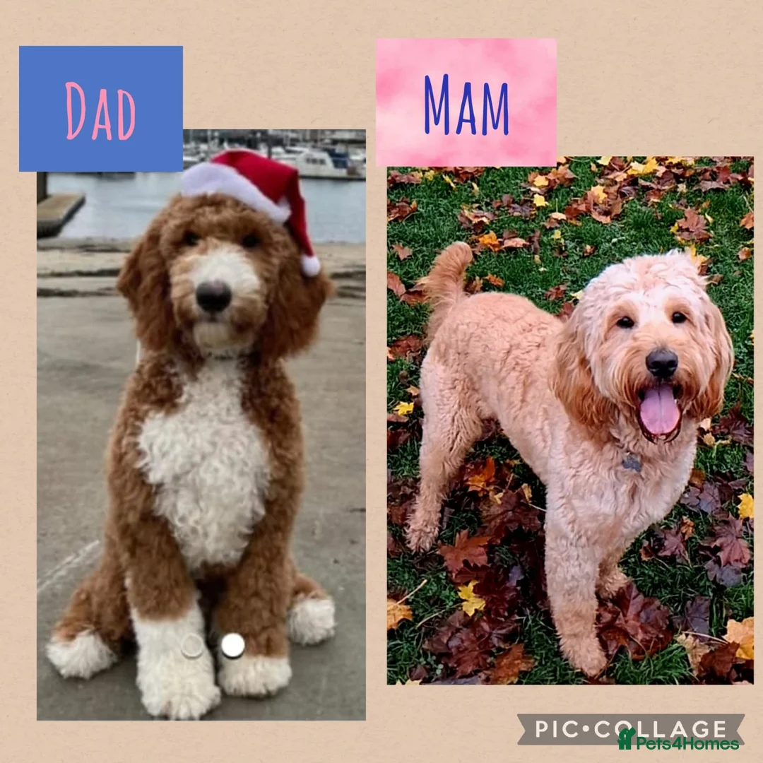 Goldendoodle dogs for sale: Australian Goldendoodle - Advert 1
