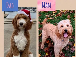 Goldendoodle dogs Australian Goldendoodle - Advert 7