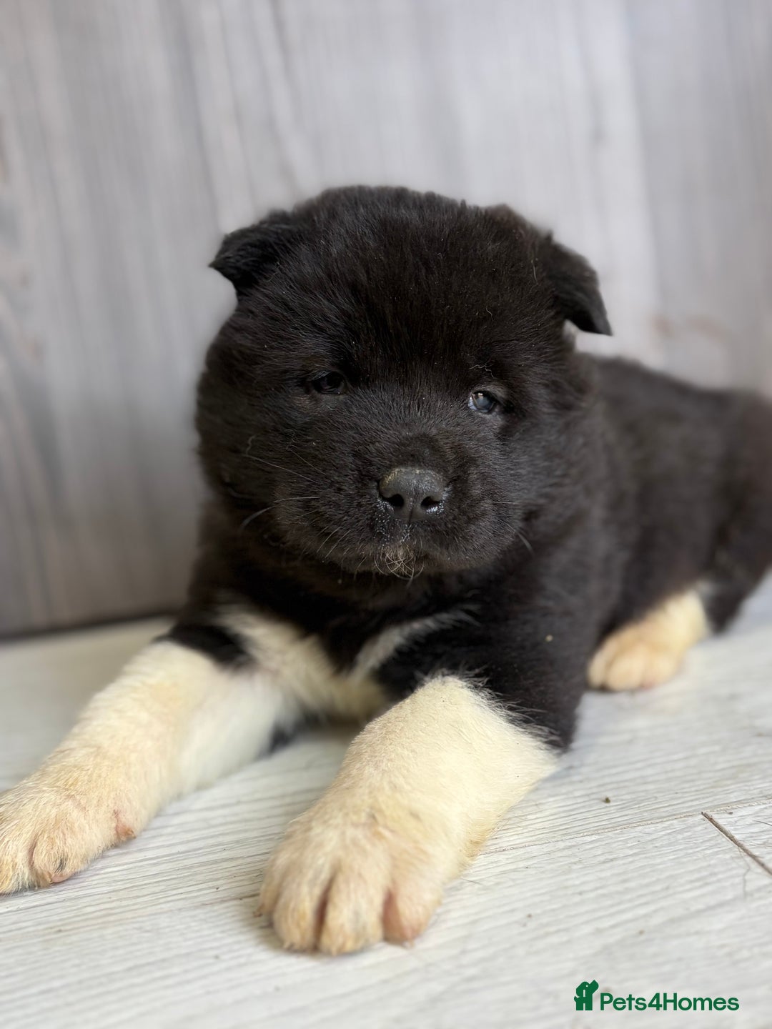 Akita dogs for sale: Beautiful KC Registered American Akita Puppies - Advert 2