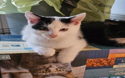 Mixed Breed cats for sale: Kittens - Image 3