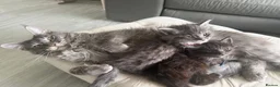 Maine Coon cats for sale: Maine Coon kittens ✨ Looking for forever homes - Advert 5