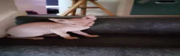 Sphynx cats for sale: 5 Canadian Sphynx kittens for sale - Advert 8