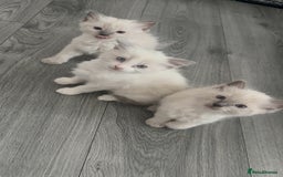 Ragdoll cats for sale: 🐾🌟Beautiful Ragdoll Kittens For Sale🌟 🐾  - Image 5