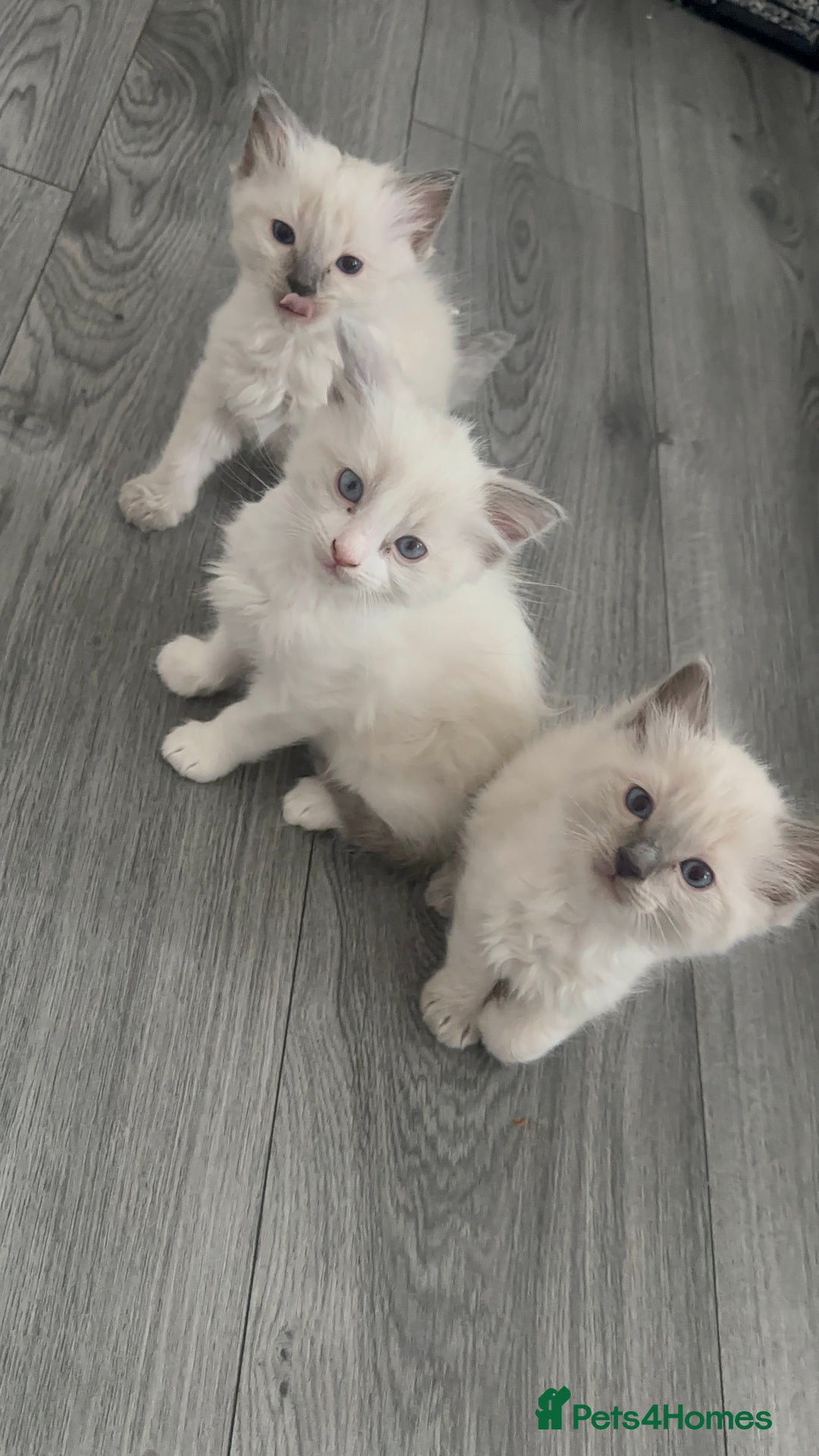 Ragdoll cats for sale: 🐾🌟Beautiful Ragdoll Kittens For Sale🌟 🐾  - Image 5