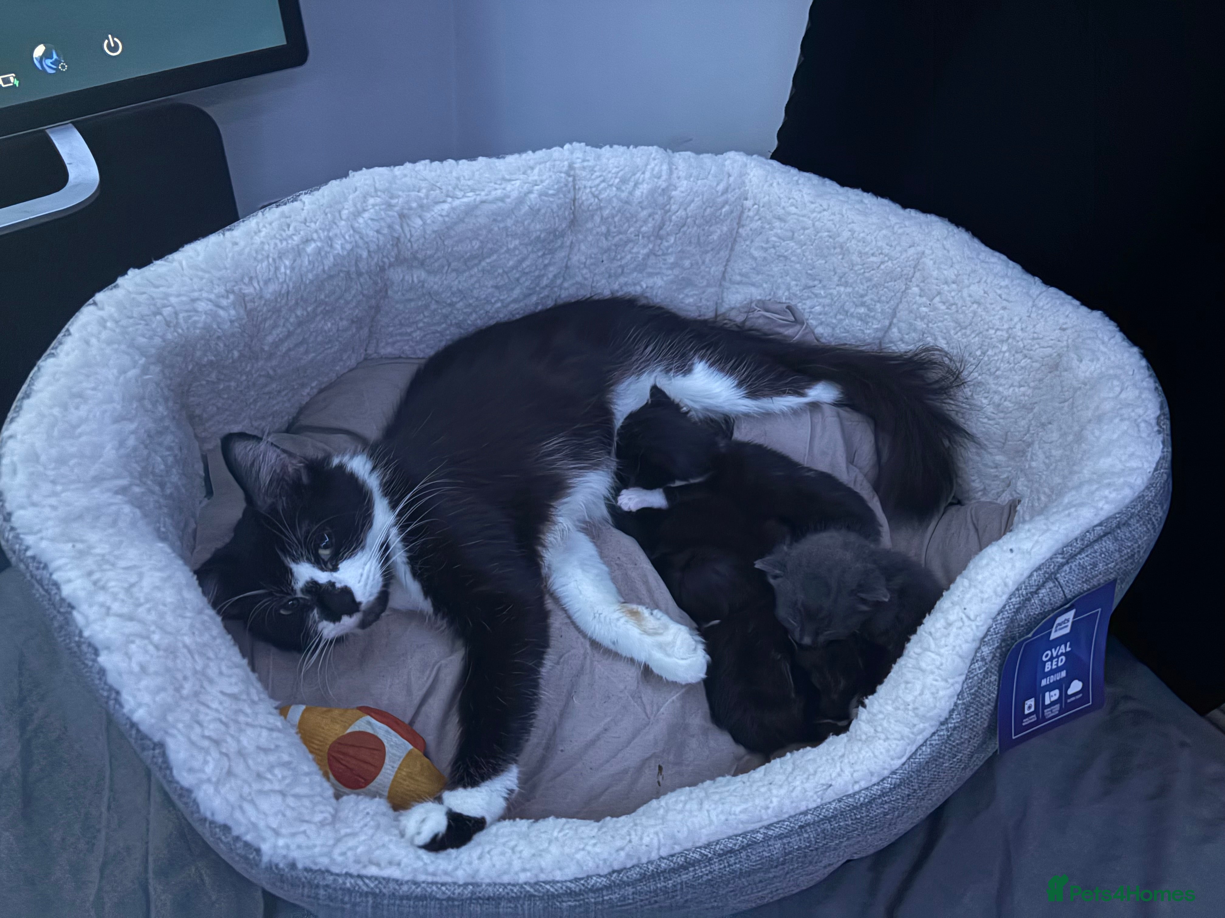 British Longhair cats Kittens need gone (available to leave in 2 weeks) - Advert 2