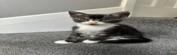 Mixed Breed cats for sale: Gorgeous Siblings Looking for Their Forever Homes - Advert 4