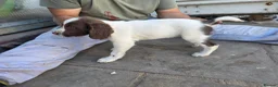 English Springer Spaniel dogs for sale: Working ESP FTCH lines extremely well bred in Southam - Advert 5
