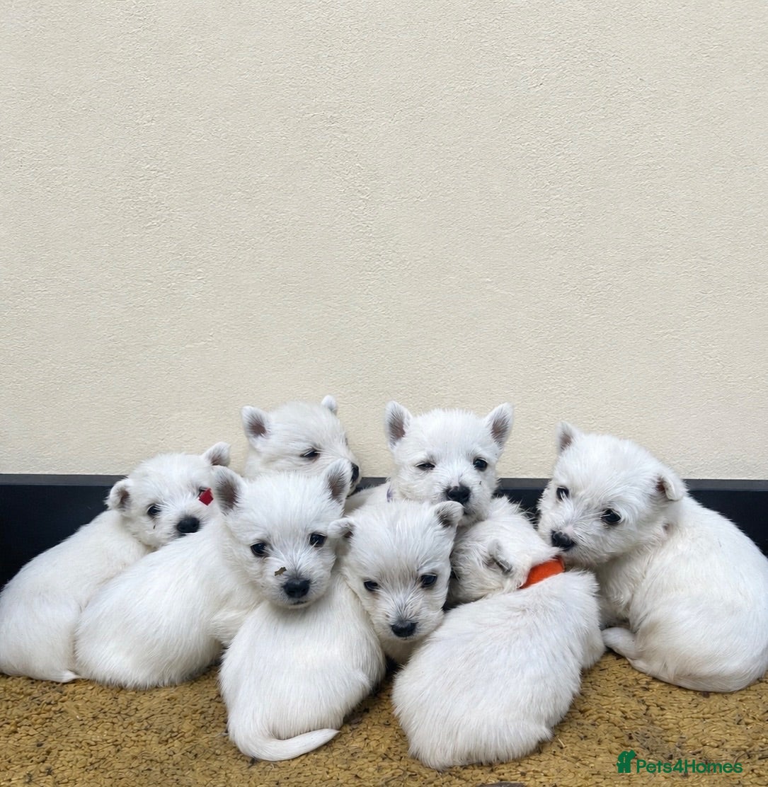 West Highland Terrier dogs West highland terrier puppies - Advert 13