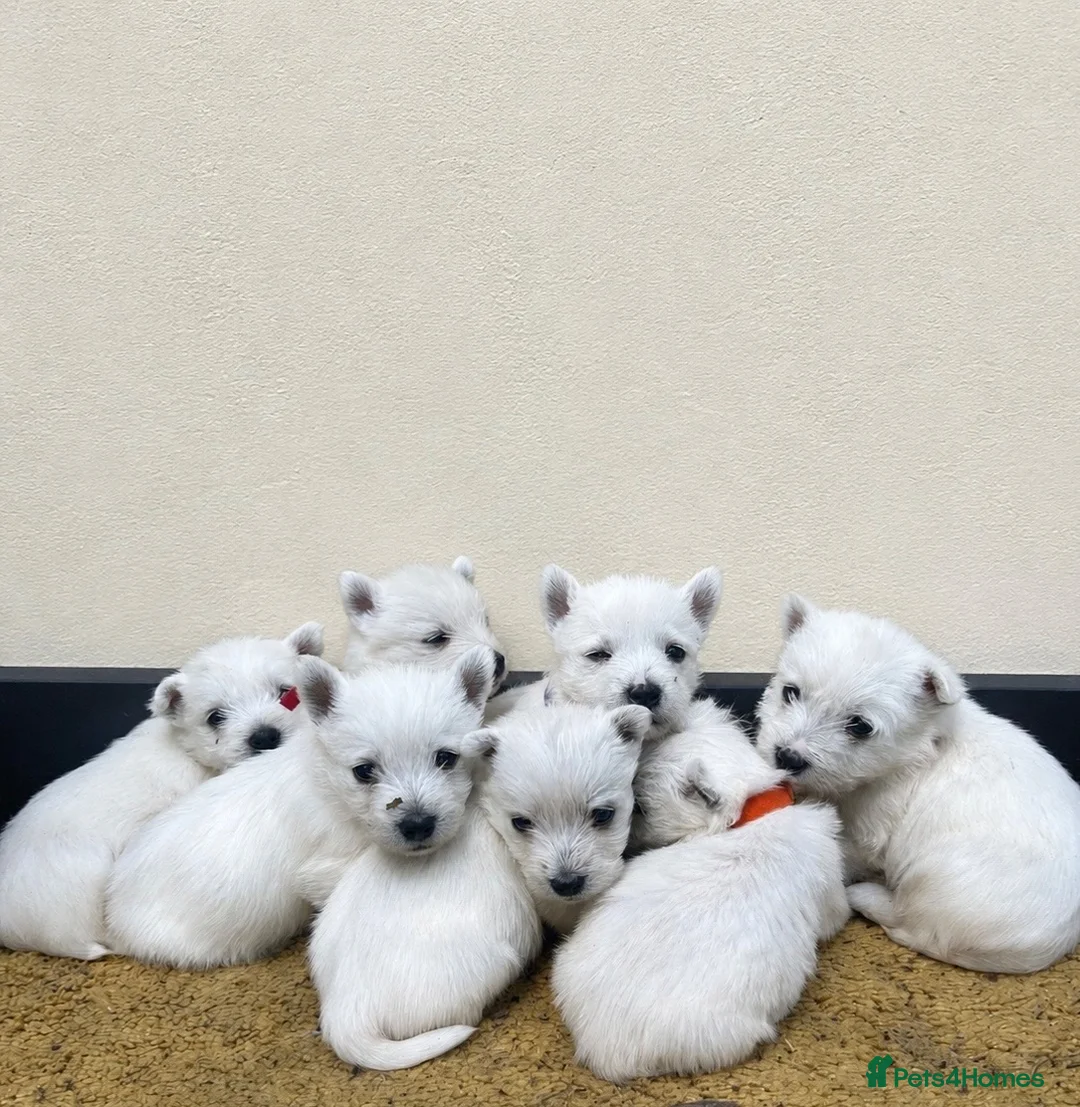 West Highland Terrier dogs for sale: West highland terrier puppies - Advert 1
