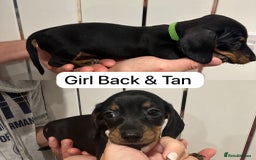 Miniature Dachshund dogs for sale: Miniature Dashound Puppies  - Image 3