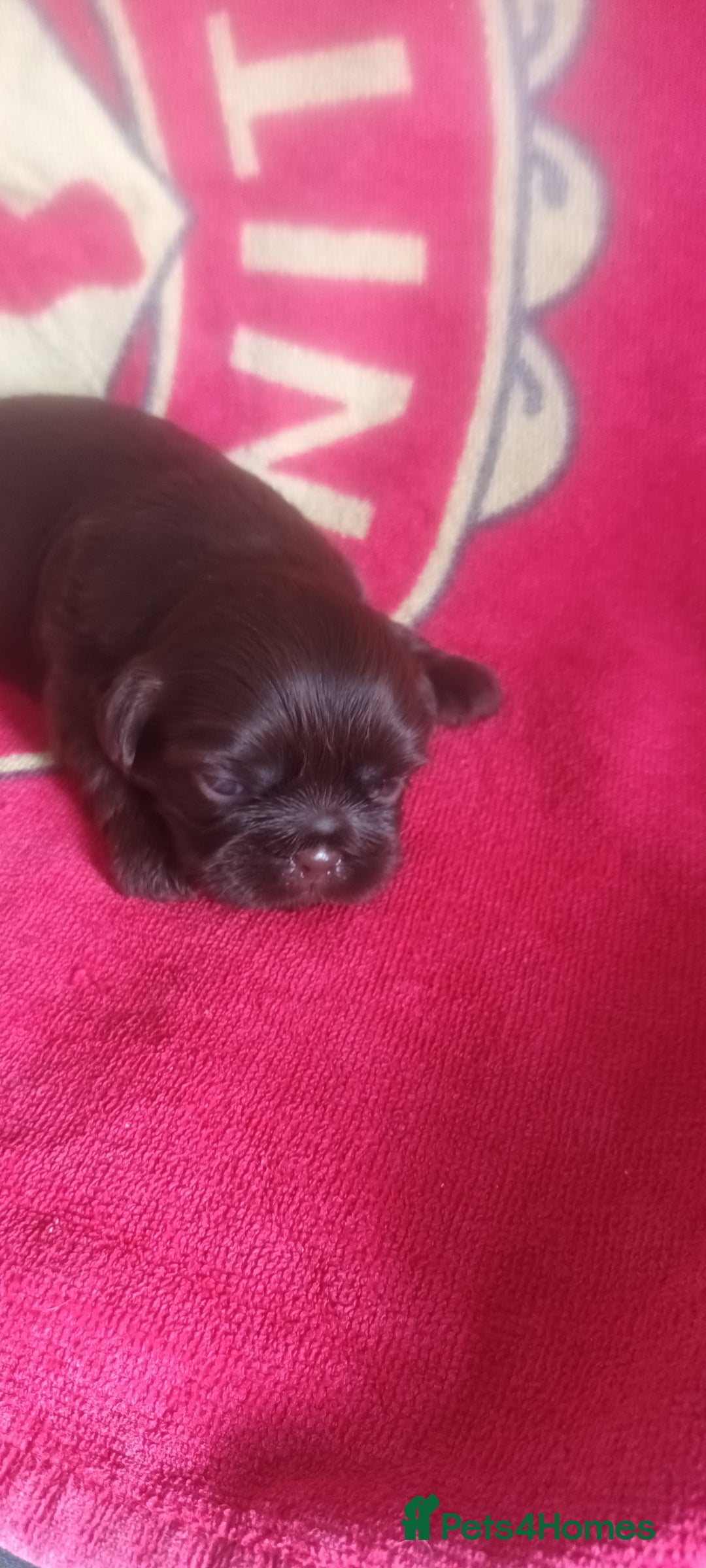 Shihpoo dogs for sale: Shihpoo puppies for sale. - Image 7