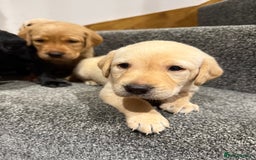 Labrador Retriever dogs for sale: Early Autumn Labrador Puppies - Image 9