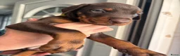 Dobermann dogs for sale: European Doberman puppies  in Birmingham - Advert 4